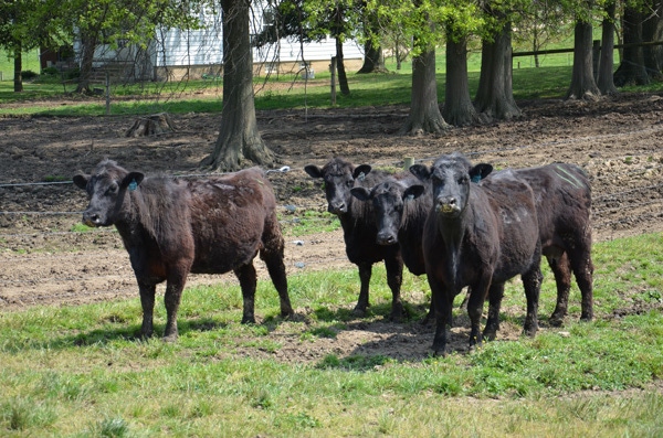 Heifer development