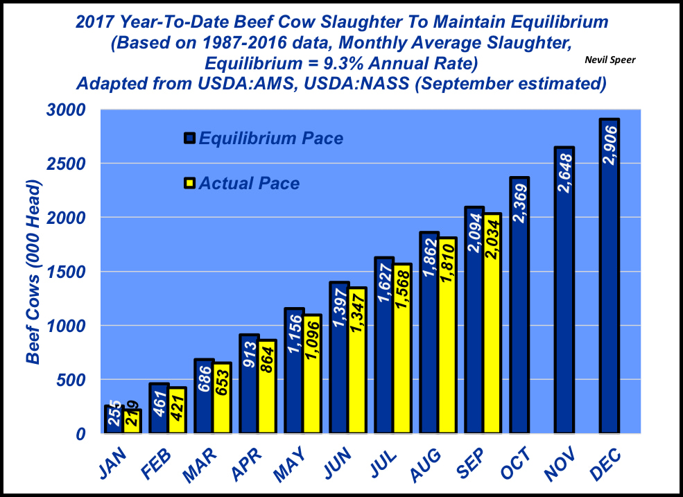 2017 cow slaughter on track to maintain herd size
