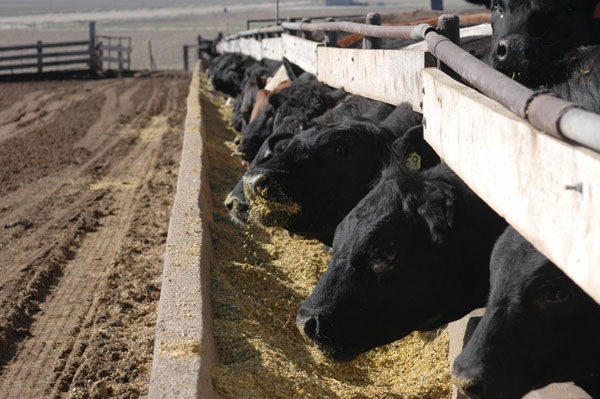 New guide helps cattle producers understand use of growth promotants