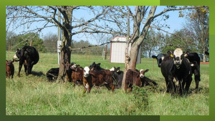 Factors contributing to small, weak-born calves in fall