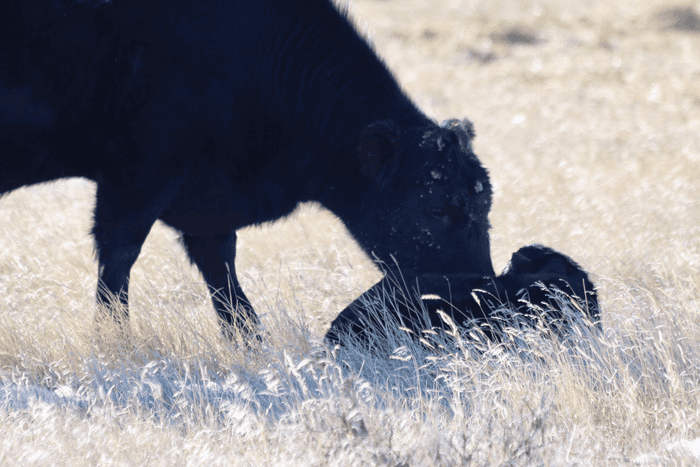 September-2018-young-cow-with-calf.png