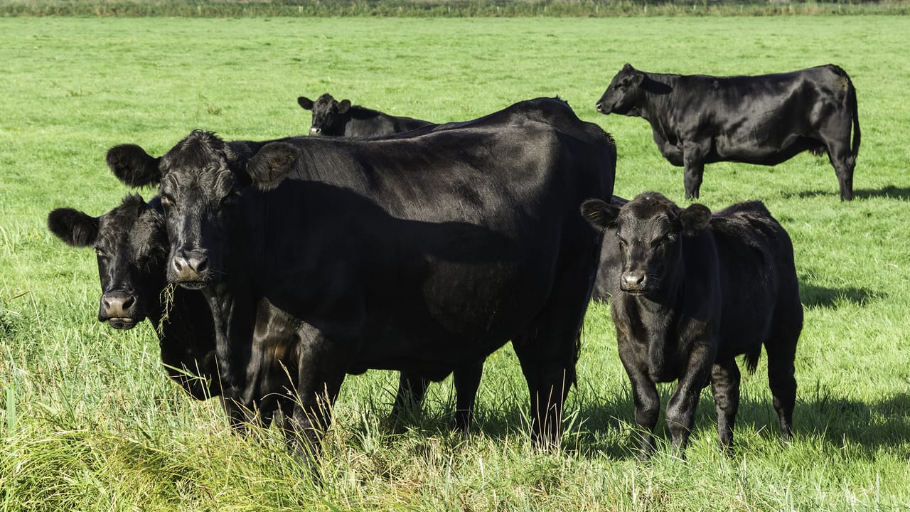 Active Load Ctle A lower endotoxin load benefits cattle health