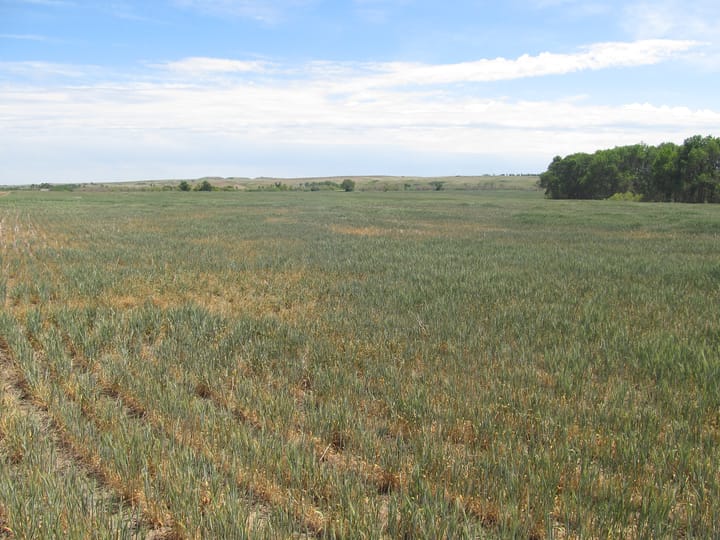 Drought brings increased risk of livestock nitrate poisoning