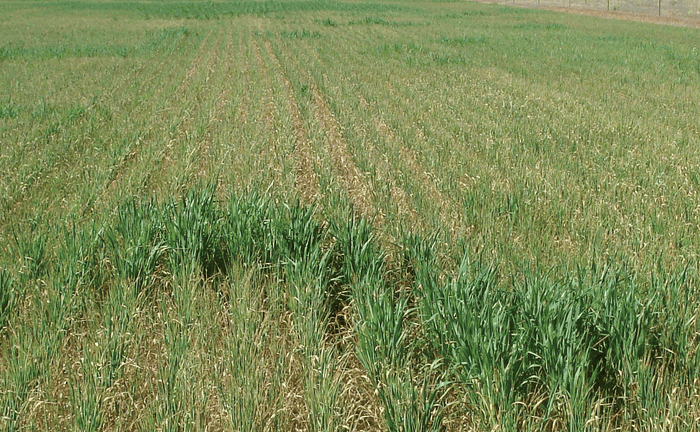 Drought-affected-oat-field--Sedivec.png