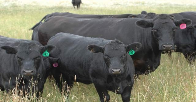 When selecting bulls, begin with the end in mind