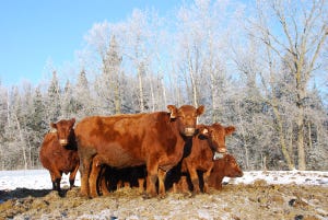 How to keep your cowherd healthy this winter