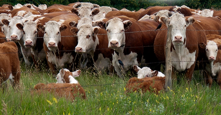 Investing in herd fertility increases reproductivity and pounds weaned