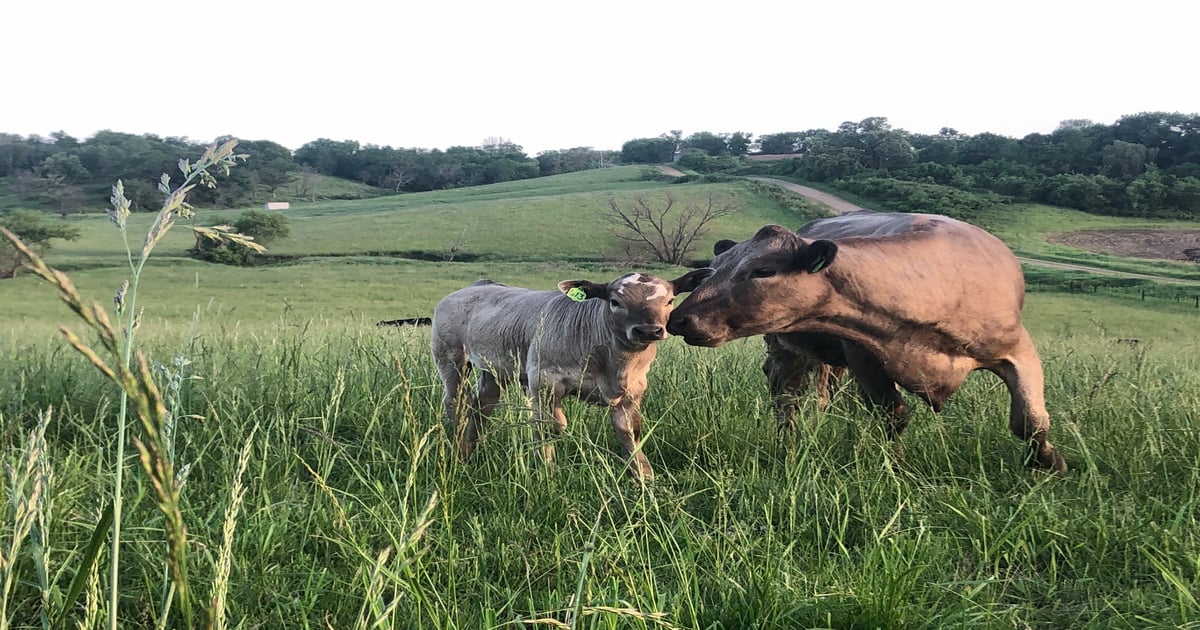 Last call for Cow Power votes!