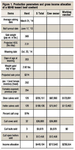 What are the economics of a beef cow lease agreement?