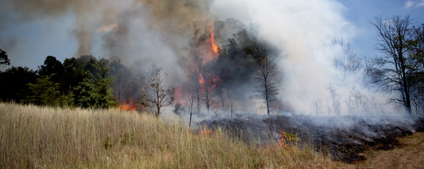 Prescribed fire and grazing: 3 things to know