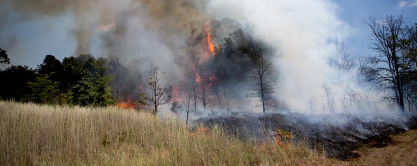 Prescribed fire and grazing: 3 things to know Prescribed fire and grazing: 3 things to know