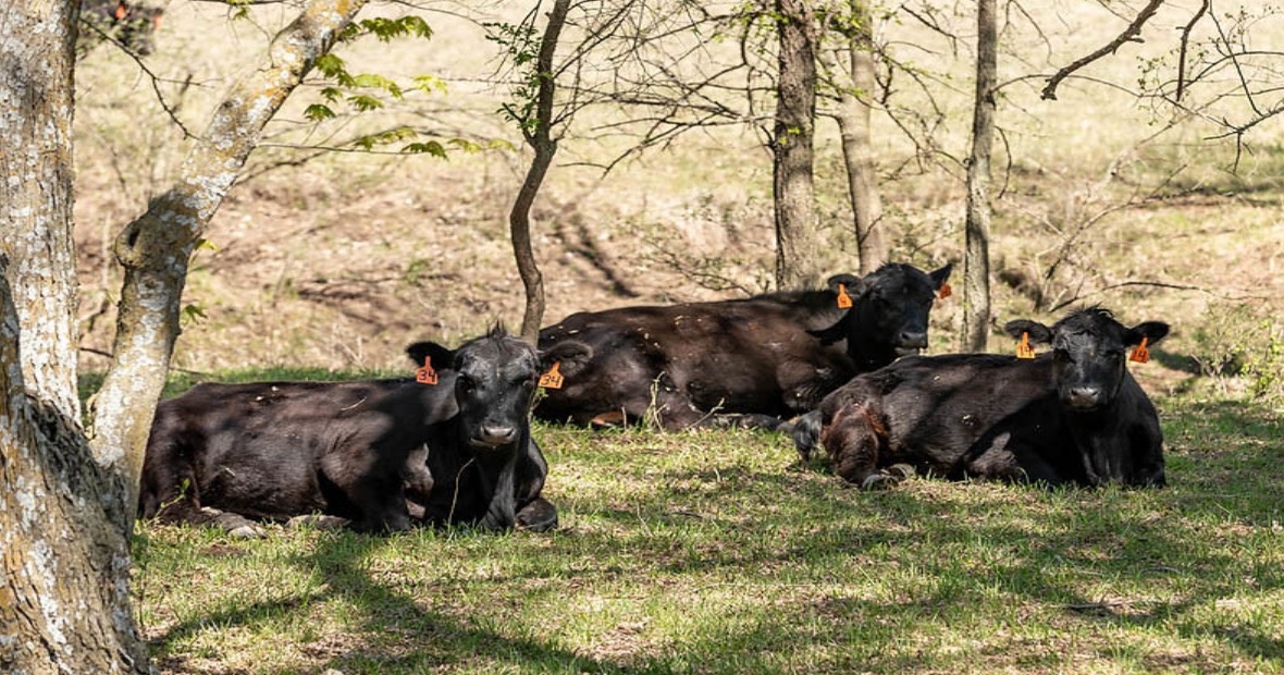 Is HPAI a risk to beef cattle?