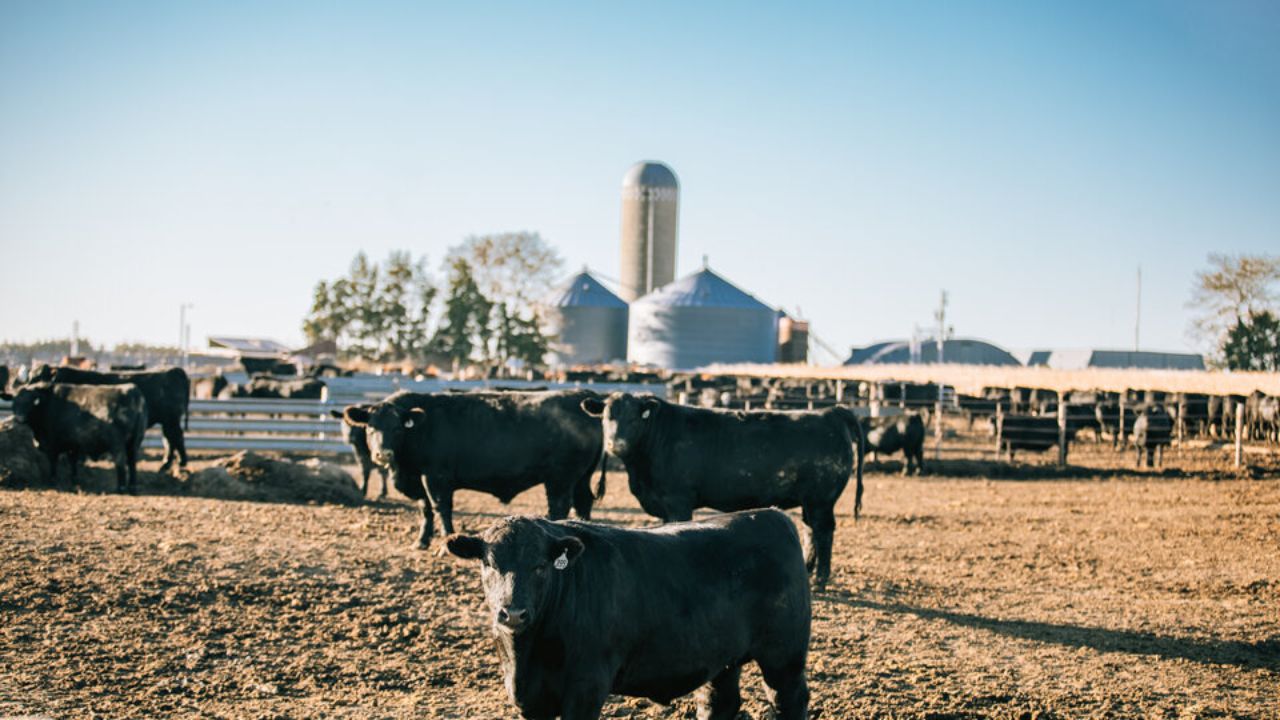 The steer-heifer price difference: Implications for herd expansion