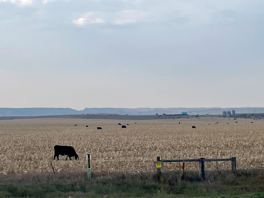 NDSU Extension corn stalks grazing.jpeg