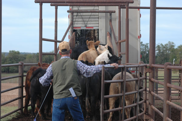 Cattle Prices Finally Gain Traction