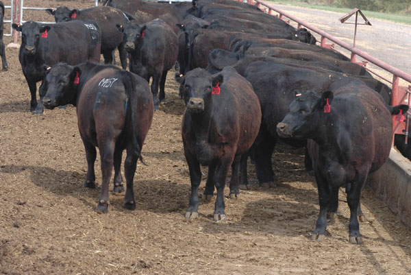 What makes a fed cattle qualify for Certified Angus Beef?