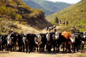 GettyImages Cattle Colorado.jpeg