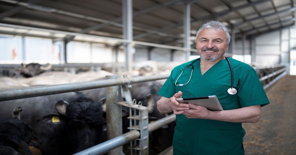 Hardware disease in beef cattle