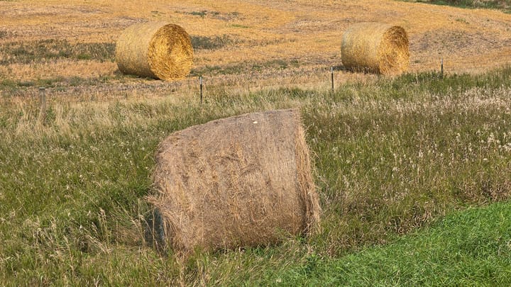 Take stock of forage supply before winter feeding begins