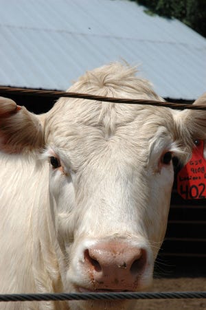 Cow Prices Remain At Record Levels