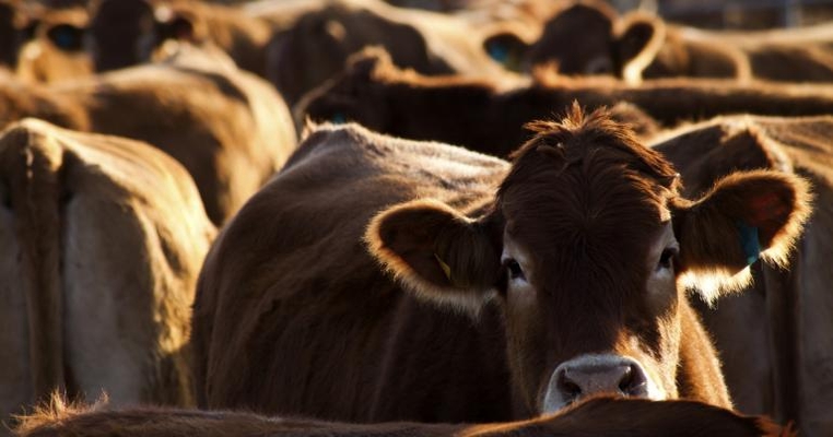 What does Census say about cattle on feed operations and sales for slaughter?