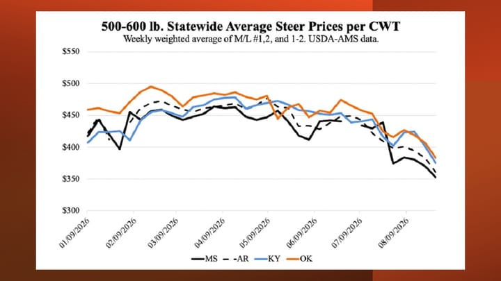 Cattle market drops on run of news headlines