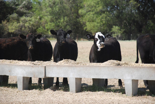 Why your cows need those expensive vitamins