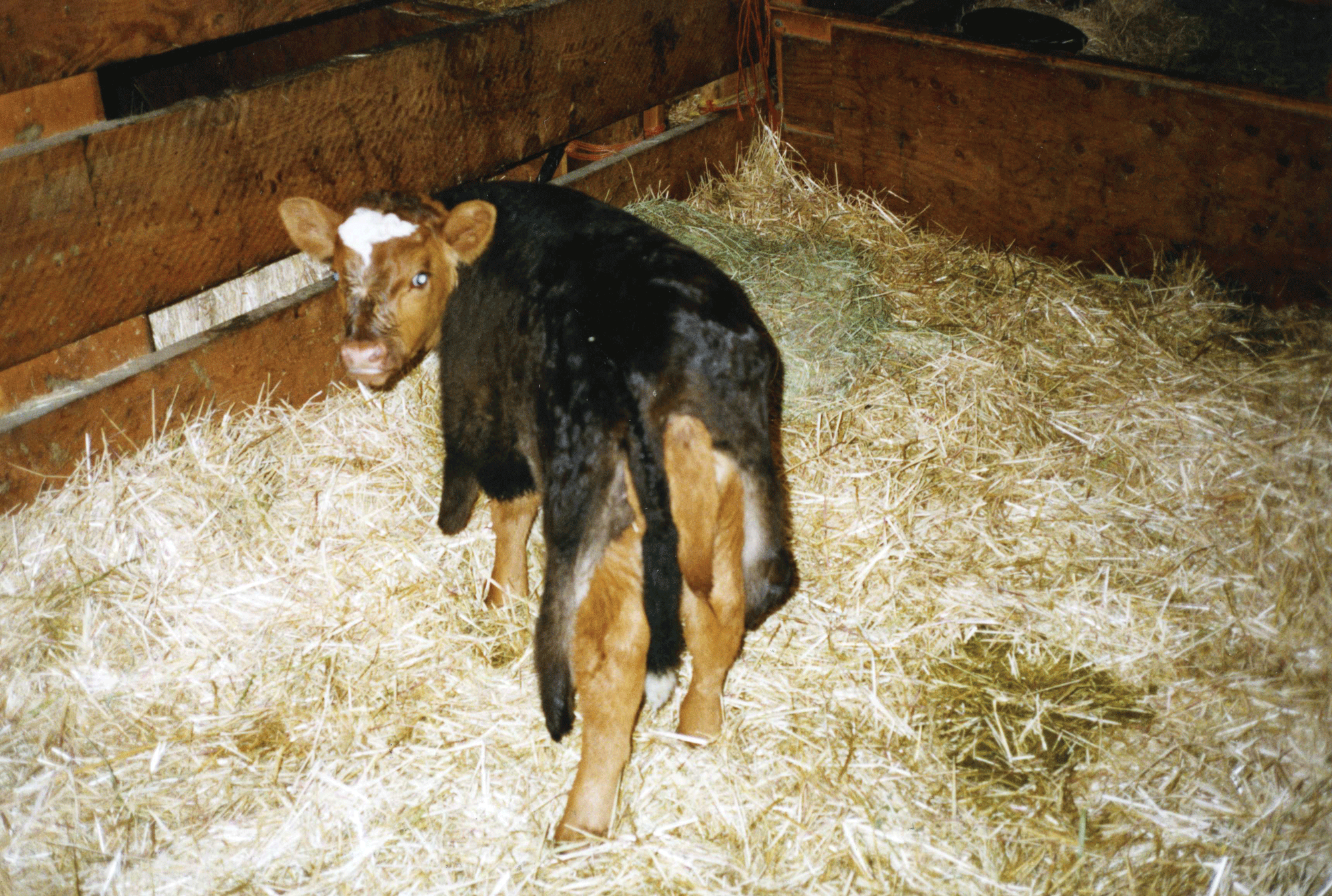 How to graft an orphan calf