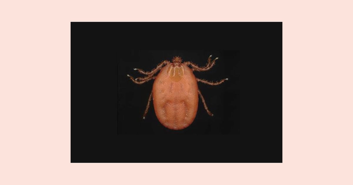 Engineered Ticks Using genetics to expand toolbox for control of ticks and flies
