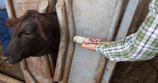 Boehringer Ingelheim Vetmedica, Inc. to Sponsor BQA Certifications ...