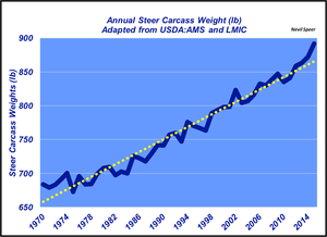 What are the implications of the long-term trend in steer carcass weights?
