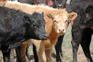 Kentucky/Tennessee CPH Moves To 60-Day Weaning