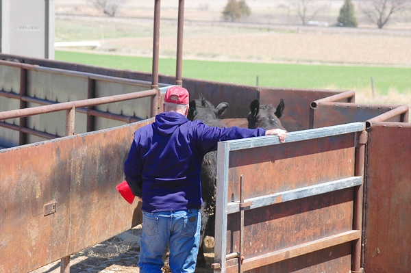 Try The New 'Drive-Through' Beef Unloading System Try The New 'Drive-Through' Beef Unloading System
