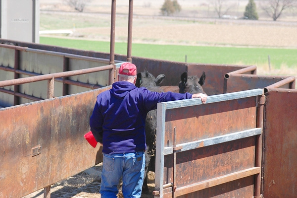 Try The New 'Drive-Through' Beef Unloading System