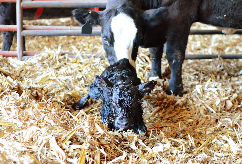 How cold is too cold for calving