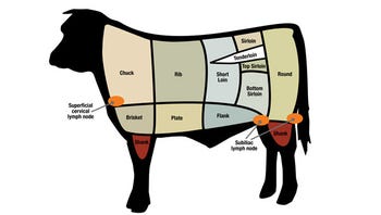lymph node location in cattle