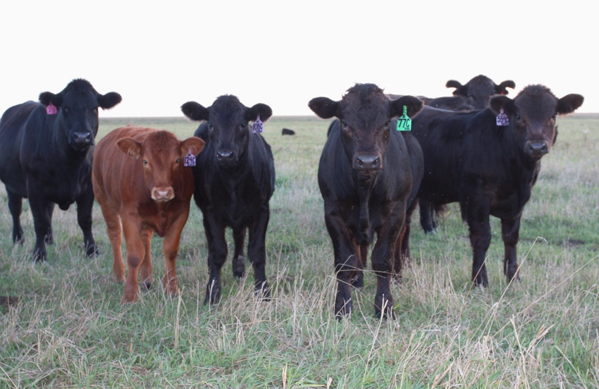 3 tips for marketing calves this fall