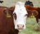 cattle profitability tips
