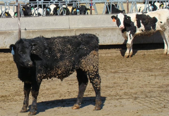 Be Aware Of Rabies' Warning Signs In Cattle | Cattle Disease, Livestock ...