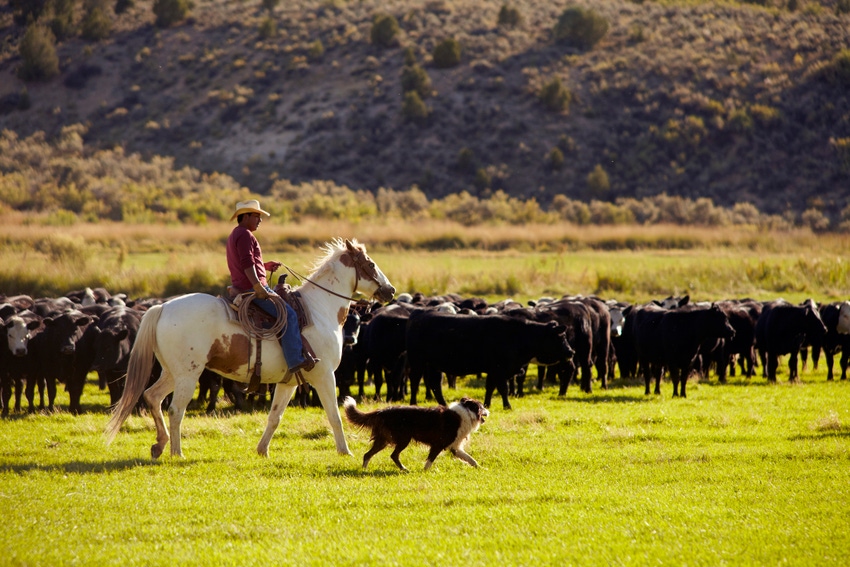 cattle on range.jpg