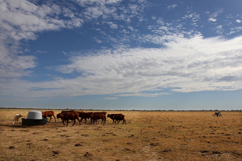 No slowdown yet for Australian beef exports as Aussie cowherd looks to rebuild