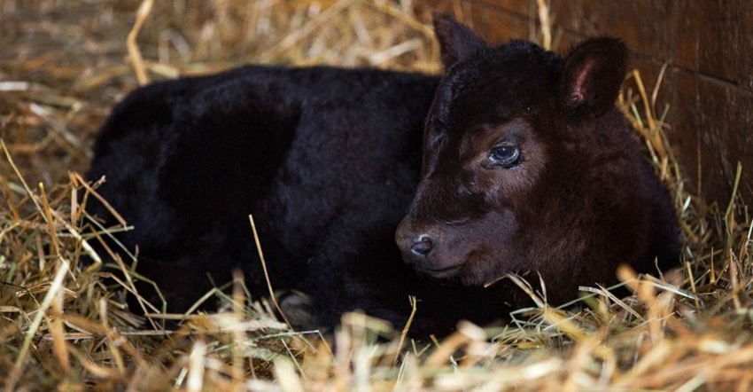 DairyBeefCalfInBeddingIndustryVoice (1) (1).jpg DairyBeefCalfInBeddingIndustryVoice (1) (1).jpg