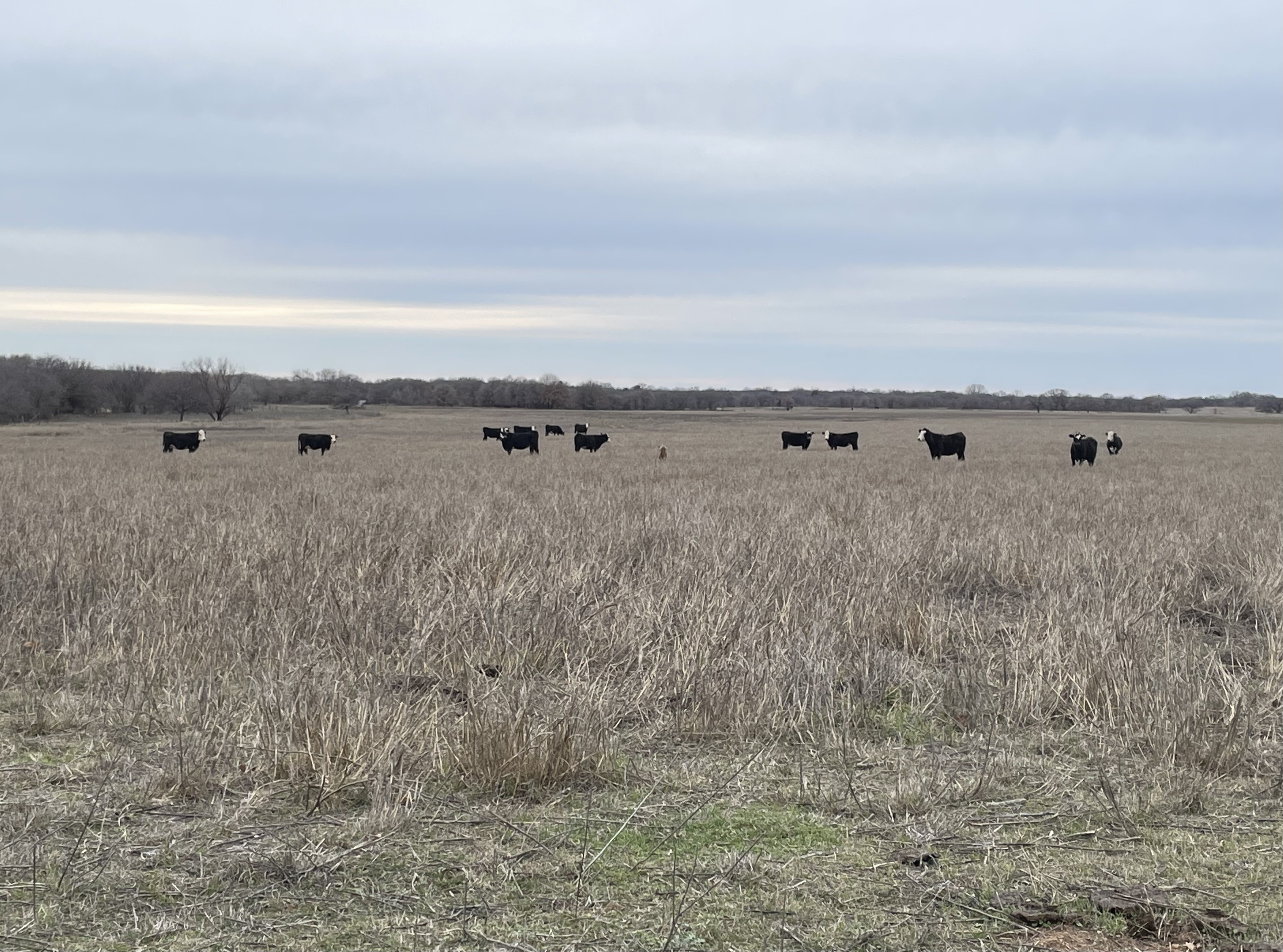 NCBA, CattleFax partner on new culling resource - Vimarsana News
