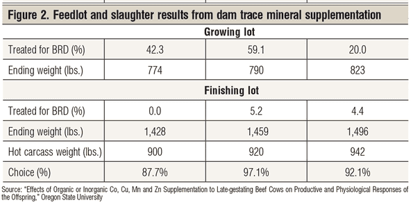 feedlot and slaughter results