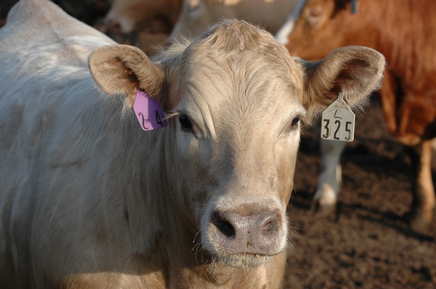 Weather and bearish sentiment pressure calf and feeder prices