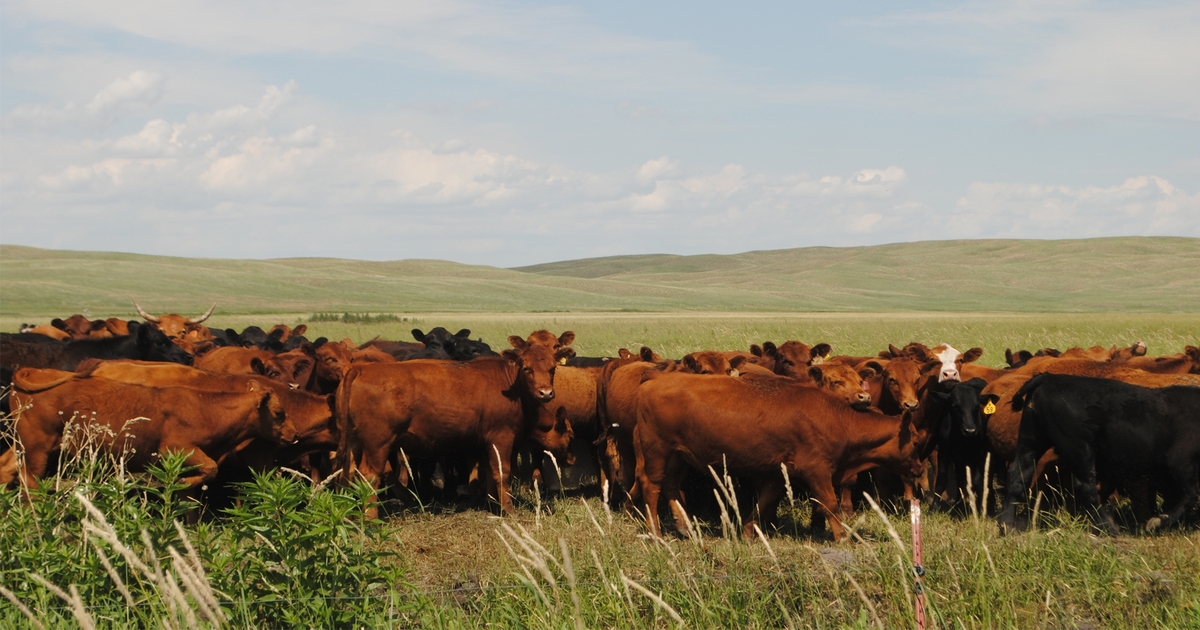 Should you raise or buy replacement heifers?