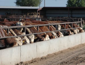 Bedding Boosts Cattle Feedlot Performance