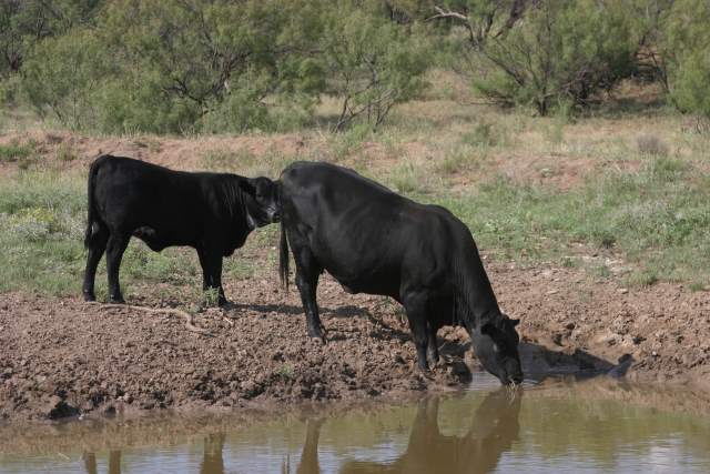 5 Trending Headlines: Tips to help cattle drink from ponds: PLUS; Get it in writing