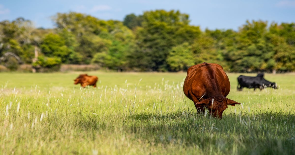 SDSU researchers awarded $1 million precision ranching grant