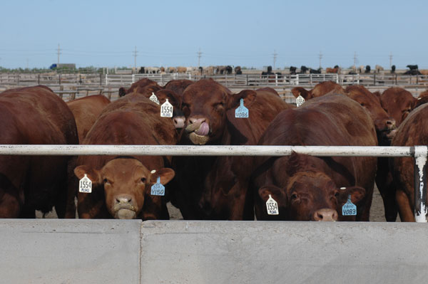Triple-Digit Temperatures Mean Watching Cattle For Heat Stress